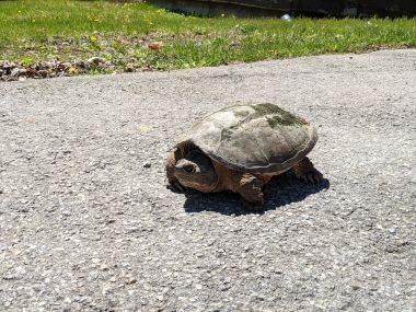 snapping turtle on pavement in the sun