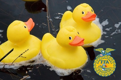 A group of rubber ducks in water

Description automatically generated