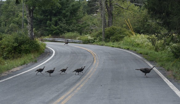 Turkeys crossing a road with a bend