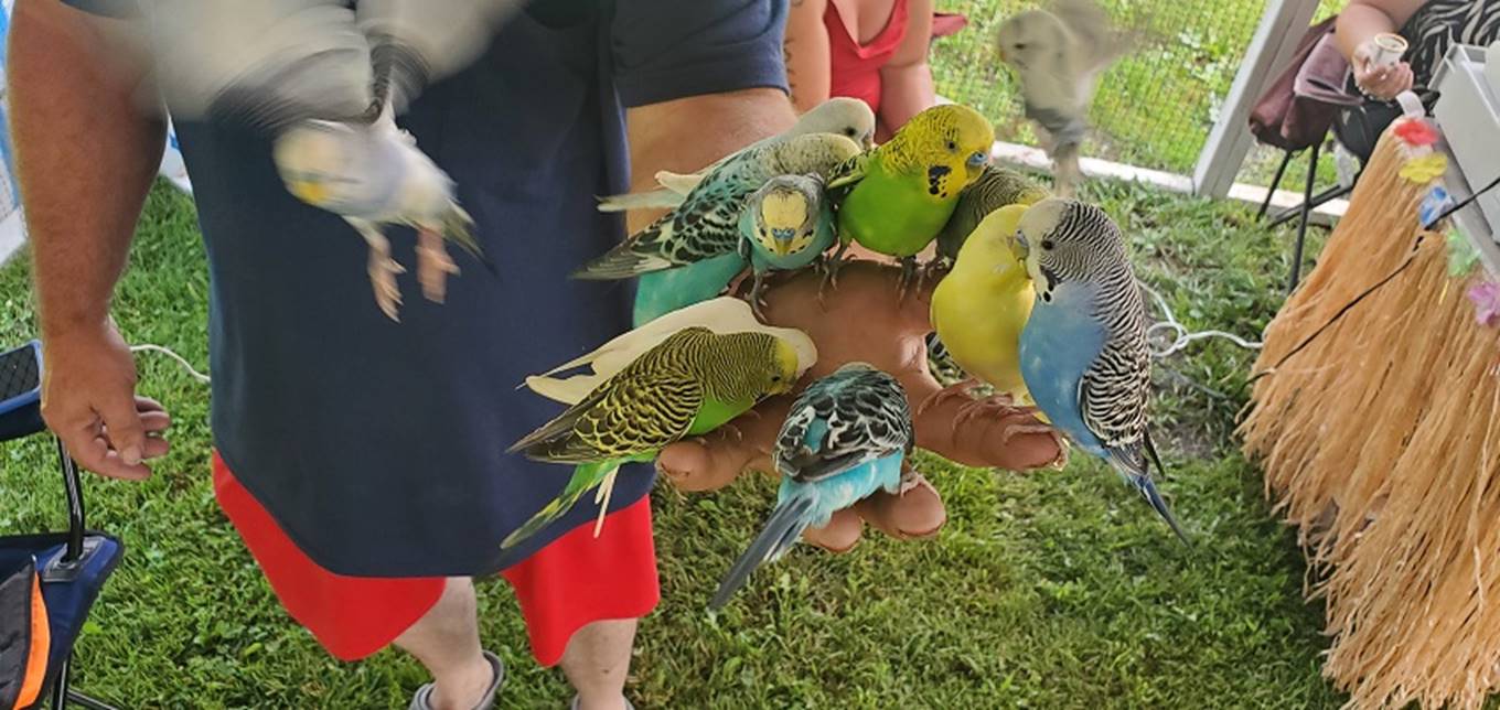 A hand holding a group of birds

Description automatically generated