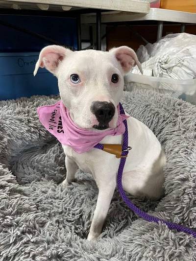 A dog with a pink bandana on its neck

Description automatically generated