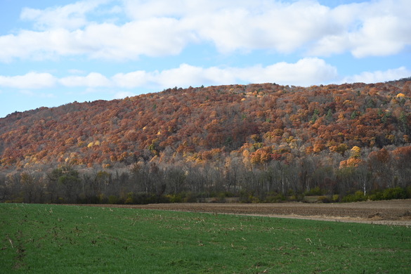 Laurelbrook Heifer Forest Conservation Easement, Dutchess County 