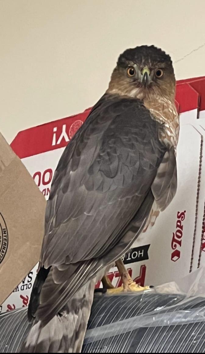 Hawk looking at camera 