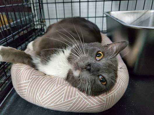 A cat lying in a cage

AI-generated content may be incorrect.