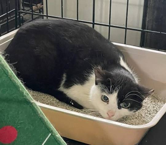 A cat lying in a litter box

AI-generated content may be incorrect.