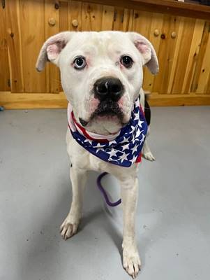 A white dog wearing a bandana

AI-generated content may be incorrect.