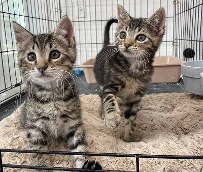 Two kittens in a cage

AI-generated content may be incorrect.