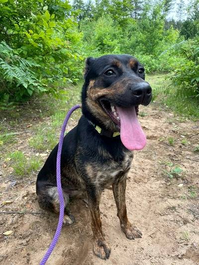 A dog sitting on the ground with its tongue out

AI-generated content may be incorrect.