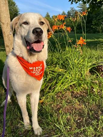 A dog wearing a bandana

AI-generated content may be incorrect.