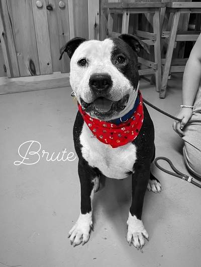 A dog sitting on a leash

AI-generated content may be incorrect.