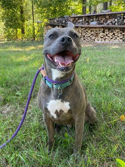 A dog sitting on grass with a purple leash

AI-generated content may be incorrect.