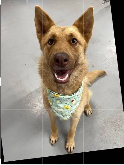 A dog sitting on the floor

AI-generated content may be incorrect.