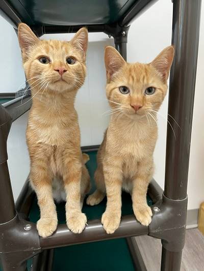 Two cats sitting on a chair

AI-generated content may be incorrect.