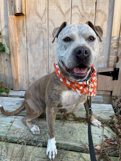 A dog sitting on a wood surface

AI-generated content may be incorrect.