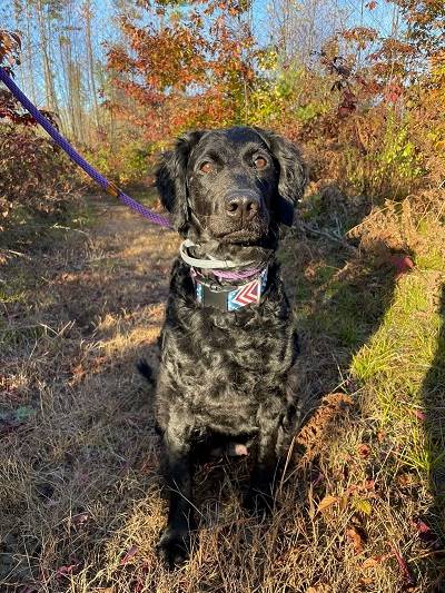A black dog sitting on a leash

AI-generated content may be incorrect.