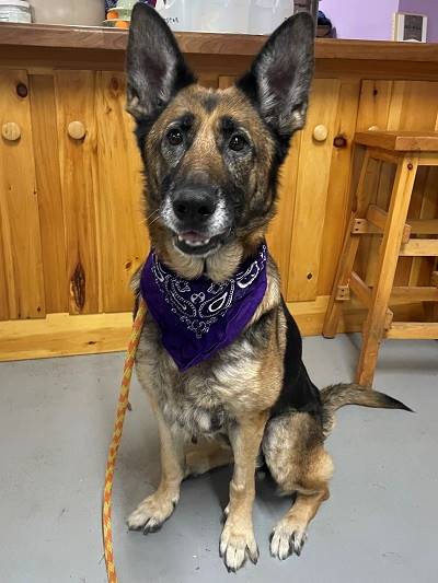 A dog sitting in a kitchen

AI-generated content may be incorrect.