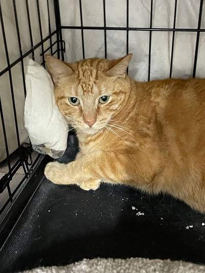 A cat lying in a cage

AI-generated content may be incorrect.