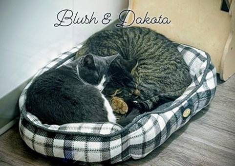 Two cats cuddling in a dog bed

AI-generated content may be incorrect.