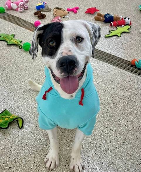 A dog wearing a blue shirt

AI-generated content may be incorrect.