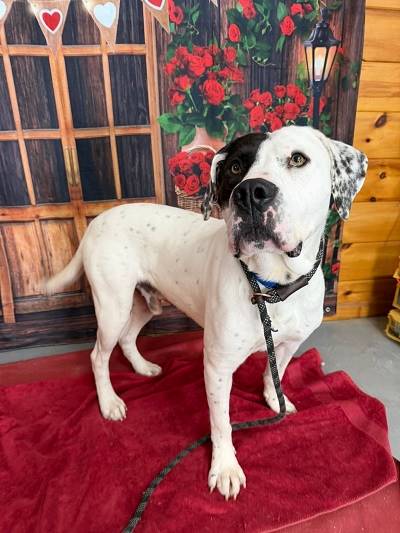A dog standing on a red blanket

AI-generated content may be incorrect.