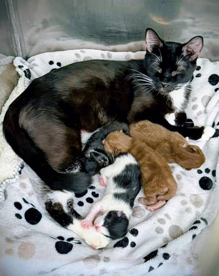 A cat lying on a blanket with kittens

AI-generated content may be incorrect.