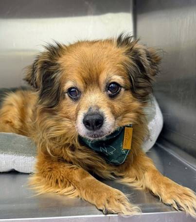 A dog lying in a metal box

AI-generated content may be incorrect.