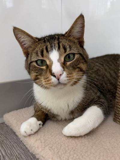 A cat lying on a carpet

AI-generated content may be incorrect.