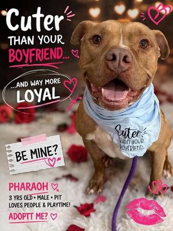 A dog wearing a scarf

AI-generated content may be incorrect.