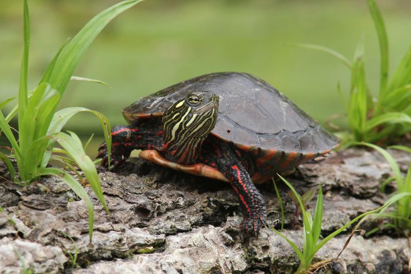 Painted turtle on log in grassy area