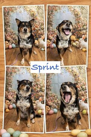 A collage of a dog

AI-generated content may be incorrect.