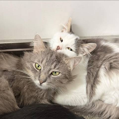 A cat lying on another cat

AI-generated content may be incorrect.