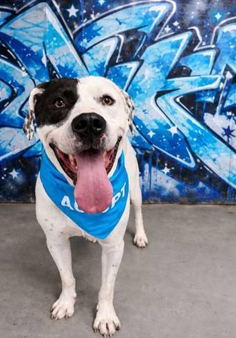 A dog with a blue bandana

AI-generated content may be incorrect.