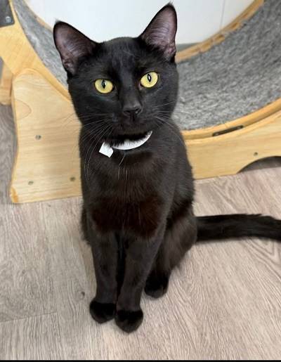 A black cat sitting on the floor

AI-generated content may be incorrect.