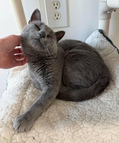 A hand petting a cat

AI-generated content may be incorrect.