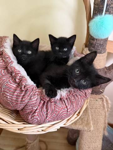 A group of black kittens in a basket

AI-generated content may be incorrect.