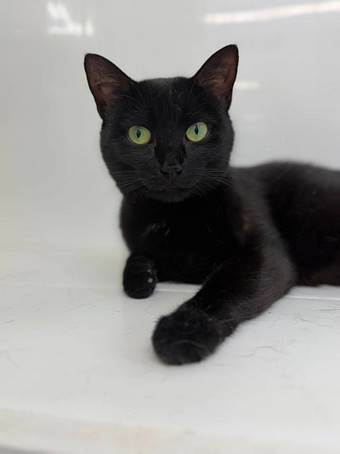 A black cat lying on a white surface

AI-generated content may be incorrect.