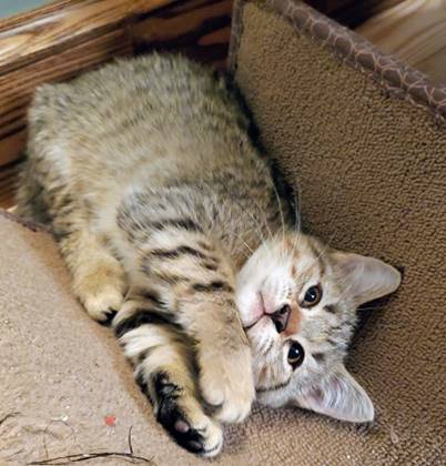 A cat lying on its back

AI-generated content may be incorrect.