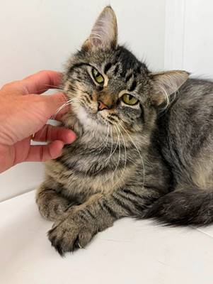 A hand petting a cat

AI-generated content may be incorrect.