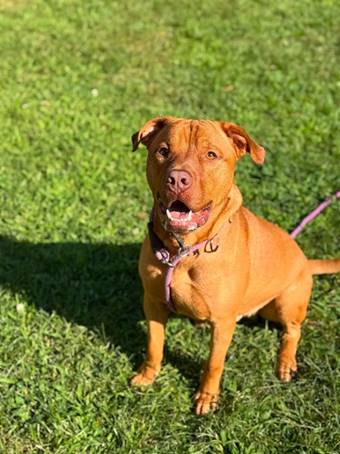 A dog sitting on grass

AI-generated content may be incorrect.
