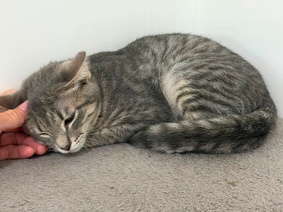 A cat lying on the floor

AI-generated content may be incorrect.