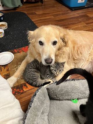A dog and a cat lying on a cat bed

AI-generated content may be incorrect.