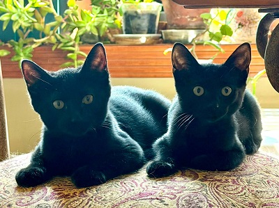Two black cats lying on a surface

AI-generated content may be incorrect.