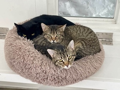 A group of cats lying in a bed

AI-generated content may be incorrect.