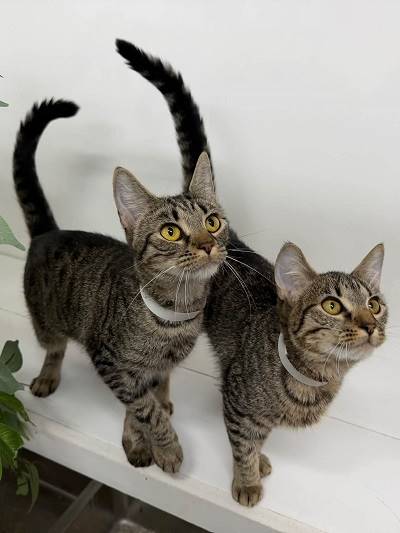 Two cats standing next to each other

AI-generated content may be incorrect.