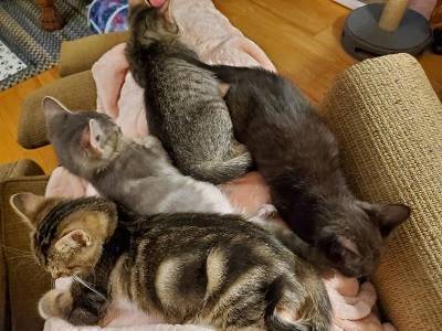 A group of kittens lying on a couch

AI-generated content may be incorrect.